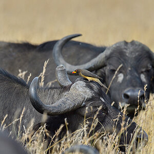 _5RG7943_20180727_100539_4020Masai Mara 2018.jpg