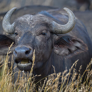 _5RG7958_20180727_100651_4026Masai Mara 2018.jpg