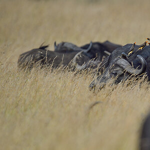 _5RG7991_20180727_101217_4030Masai Mara 2018.jpg