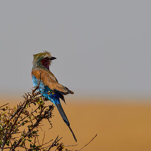 _5RG8027_20180727_103220_4032Masai Mara 2018.jpg