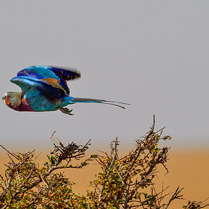 _5RG8035_20180727_103455_4034Masai Mara 2018.jpg