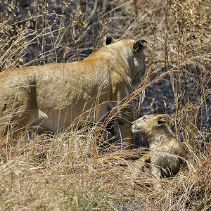 _5RG8056_20180727_115727_4040Masai Mara 2018.jpg