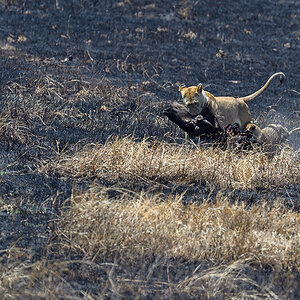 _5RG8080_20180727_115910_4041Masai Mara 2018.jpg