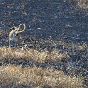 _5RG8082_20180727_115946_4042Masai Mara 2018.jpg