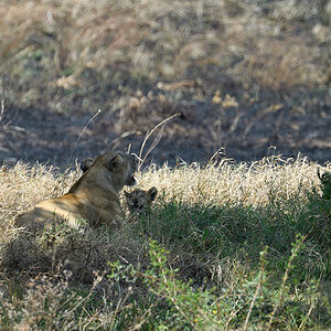 _5RG8087_20180727_120005_4043Masai Mara 2018.jpg