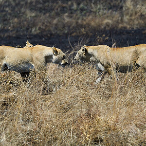 _5RG8090_20180727_120112_4044Masai Mara 2018.jpg