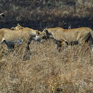 _5RG8092_20180727_120112_4045Masai Mara 2018.jpg
