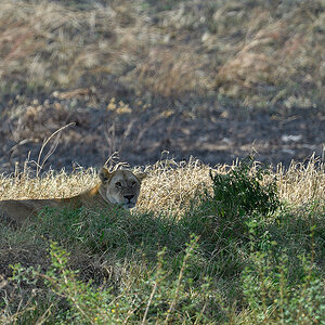 _5RG8116_20180727_120237_4046Masai Mara 2018.jpg