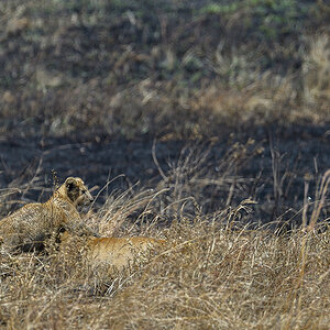_5RG8117_20180727_120300_4047Masai Mara 2018.jpg