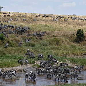 _R056895_20180727_121544_3972Masai Mara 2018.jpg
