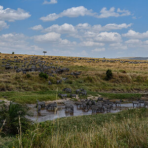 _R056896_20180727_121548_3973Masai Mara 2018.jpg