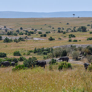 _R056880_20180727_112205_3965Masai Mara 2018.jpg