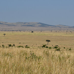 _R056885_20180727_112651_3967Masai Mara 2018.jpg