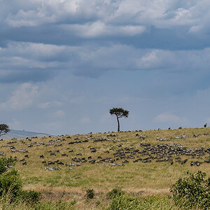 _R056918_20180727_133535_3976Masai Mara 2018.jpg