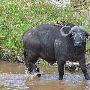 _5RG8241_20180727_130146_4070Masai Mara 2018.jpg