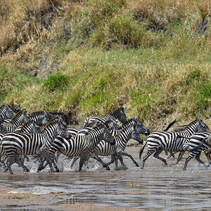 _5RG8273_20180727_131526_4081Masai Mara 2018.jpg