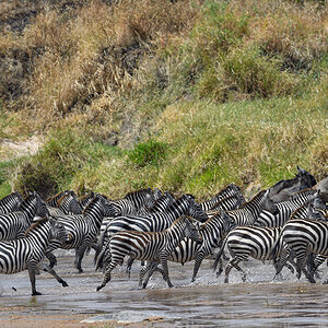 _5RG8280_20180727_131527_4088Masai Mara 2018.jpg