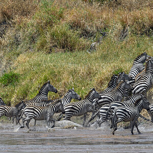 _5RG8293_20180727_131529_4101Masai Mara 2018.jpg