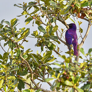 _5RG8450_20180727_170754_4119Masai Mara 2018.jpg