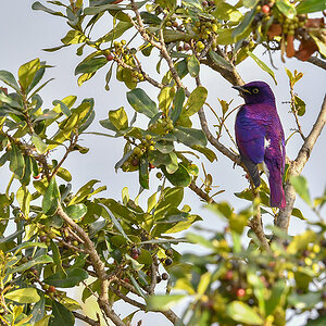 _5RG8451_20180727_170754_4120Masai Mara 2018.jpg