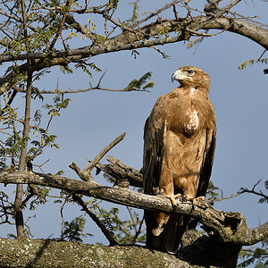 _5RG8507_20180727_170926_4124Masai Mara 2018.jpg