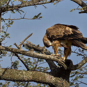 _5RG8556_20180727_170947_4129Masai Mara 2018.jpg