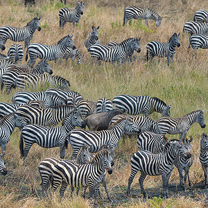 _85R4780_20180727_122016_4143Masai Mara 2018.jpg