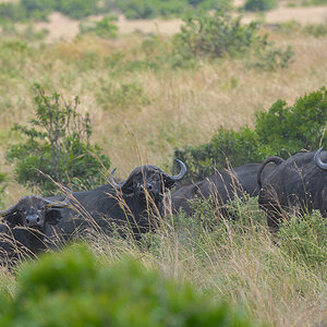 _85R4800_20180727_130108_4146Masai Mara 2018.jpg