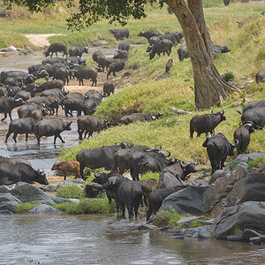 _85R4814_20180727_130118_4149Masai Mara 2018.jpg
