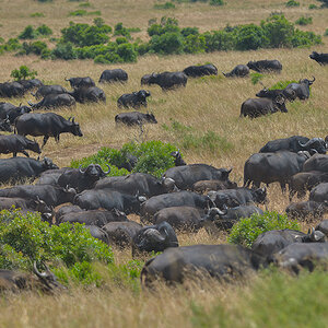 _85R4830_20180727_130646_4150Masai Mara 2018.jpg