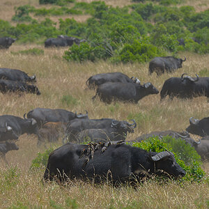 _85R4839_20180727_130658_4152Masai Mara 2018.jpg