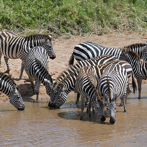 _85R4844_20180727_140109_4154Masai Mara 2018.jpg