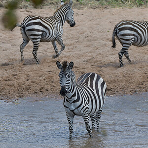 _85R4874_20180727_140321_4156Masai Mara 2018.jpg