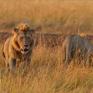 _5RG8700_20180728_070404_4489Masai Mara 2018_7197Masai Mara 2018.jpg