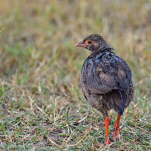 _5RG8842_20180728_073915_4508Masai Mara 2018_7216Masai Mara 2018.jpg