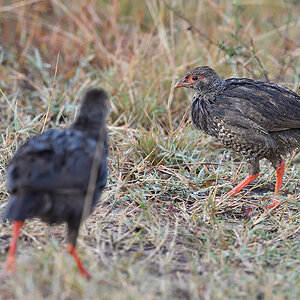 _5RG8853_20180728_073929_4509Masai Mara 2018_7217Masai Mara 2018.jpg