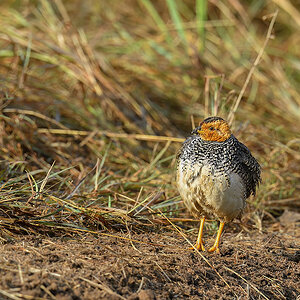 _5RG8950_20180728_080818_4514Masai Mara 2018_7222Masai Mara 2018.jpg