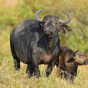 _5RG8968_20180728_081127_4515Masai Mara 2018_7223Masai Mara 2018.jpg