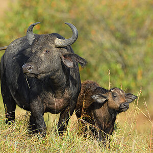 _5RG8980_20180728_081134_4516Masai Mara 2018_7224Masai Mara 2018.jpg