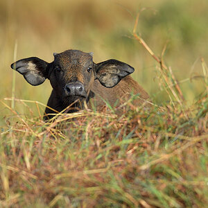 _5RG9027_20180728_081251_4521Masai Mara 2018_7229Masai Mara 2018.jpg