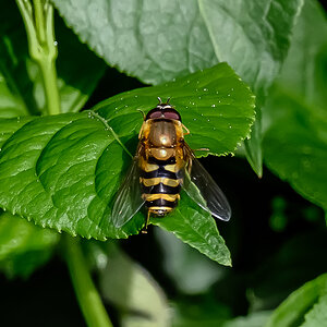 Grosse Schwebfliege.jpg