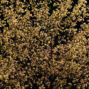 Baum_Z9C_4961neu_12.jpg