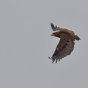 _5RG9816_20180728_103613_4589Masai Mara 2018_7297Masai Mara 2018.jpg