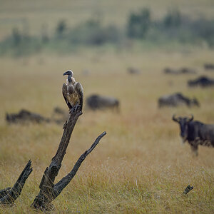 _5RG9887_20180728_104311_4592Masai Mara 2018_7300Masai Mara 2018.jpg