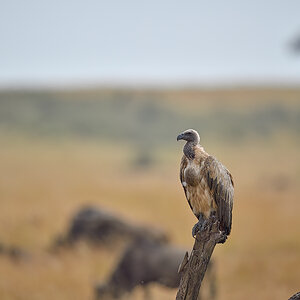 _5RG9917_20180728_104512_4593Masai Mara 2018_7301Masai Mara 2018.jpg
