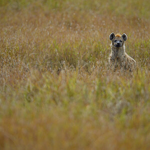 _5RG9953_20180728_104836_4597Masai Mara 2018_7305Masai Mara 2018.jpg