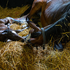 DSC_3278-Verbessert-RR.jpg