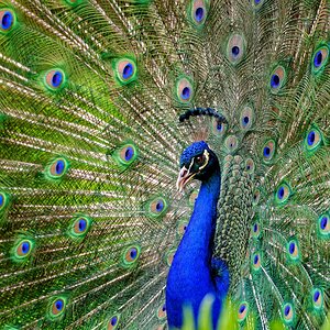 Pfau.jpg