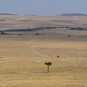 _R057096_20180728_110111_4420Masai Mara 2018_7376Masai Mara 2018.jpg
