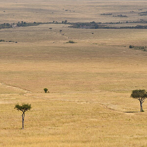 _R057106_20180728_110257_4422Masai Mara 2018_7378Masai Mara 2018.jpg